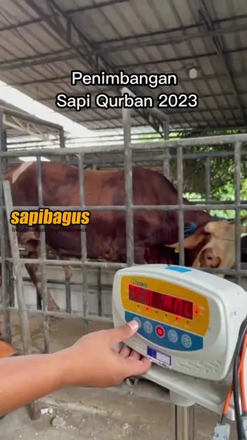 Penimbangan-Sapi-Qurban-2023-Tiktok.jpg